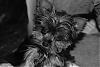 Lacy Black and White Pix-csc_0064.jpg