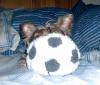 Gucci's Birthday gift-gucci-her-bd-ball.jpg