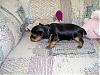 Moxie is 3 weeks Old!-3.5-weeks2-644-x-483-.jpg