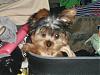 Yorkie in a suitcase pictures anyone?-cimg0163.jpg