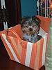 Yorkie in a suitcase pictures anyone?-cimg0162.jpg