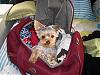 Yorkie in a suitcase pictures anyone?-cimg2428.jpg