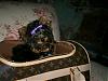 Yorkie in a suitcase pictures anyone?-lv-minnie-2.jpg