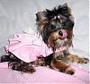 Little Miss modeling her dress and panties from Chloebella!-jewelina6.jpeg