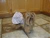 Peanut in her Gofetch panties and dress!-picture-171.jpg