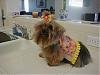 Peanut in her vest by Missy!!-picture-163.jpg