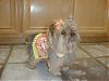 Peanut in her vest by Missy!!-picture-169.jpg