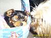 RoxyJo has a little brother!-remi-roxy004.jpg