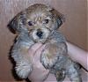 finally!!!!!!!!!!!!!!!!! plz help me-8-week-old-yorkie-bichon-mix-image1..jpg