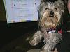 Tetley graduated from obedience school today-tetley-mar-2007-010-small.jpg