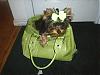 Yorkie in a suitcase pictures anyone?-s4010130.jpg
