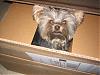 Yorkie in a suitcase pictures anyone?-img_0003.jpg