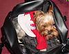 Ur pups in carriers :) plz post pics-jadeninsidebag.jpeg