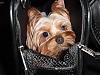 Ur pups in carriers :) plz post pics-jadenincarrierblack.jpeg