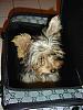 Ur pups in carriers :) plz post pics-dsc05917-vi.jpg