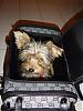 Ur pups in carriers :) plz post pics-dsc05918-vi.jpg