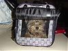 Ur pups in carriers :) plz post pics-dsc05907-vi.jpg