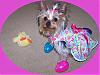 Ready for Easter in the new dress I made-chloe-eggs.jpg