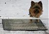 Snow agility, pics & a vid-img_0418.jpg