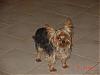 My yorkie.-horses-dogs-tys-birthday-014.jpg