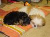 Here's Gracie and her best friend Jasmine!-gracie-jazz-sleeping-14-wks.-017.jpg