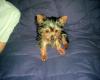 I have a new yorkie boy!!-tommy.jpg
