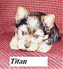 New Members At Pinecrest (tn)-copy-pinecrests-yorkies-234.jpg