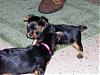 Moxie is 4.5 weeks old!!!!-4.5-weeks-1288-x-966-322-x-242-.jpg