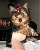 Brooklyn's first grooming!!-brooklyn-4.jpg