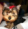 Brooklyn's first grooming!!-brooklyn-1.jpg