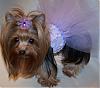 Princess Pia & Trixie Bear modeling their new dresses from Tinkerbell's closet!!-42-488-x-429-.jpg