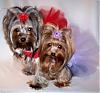 Princess Pia & Trixie Bear modeling their new dresses from Tinkerbell's closet!!-50-490-x-455-.jpg