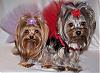 Princess Pia & Trixie Bear modeling their new dresses from Tinkerbell's closet!!-51-540-x-396-.jpg