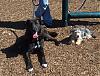 New Dog Park at McAllister!-amber-sho2.jpg