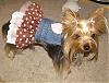 Chloe is strutting around in her new denim dress!-chloe-polka-denim.jpg