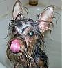 Bath Day-lick-489-x-545-.jpg