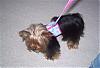 Maddie in her Go-Fetch Harness from Jan & Hailee-ytdes4.jpg