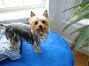 you know your Yorkie is spoiled when.....-guard-dog_mar-2007.jpg
