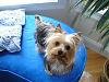 you know your Yorkie is spoiled when.....-guard-dog-2_mar-2007.jpg