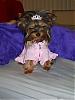 Tinker's new spring dress.-tinker-easter-dress02.jpg