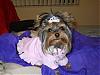 Tinker's new spring dress.-tinker-easter-dress4.jpg