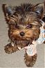 My new yorkie girl is Brazilian!!!-riolove.jpg