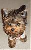 My new yorkie girl is Brazilian!!!-riolove2.jpg