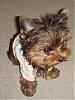 My new yorkie girl is Brazilian!!!-riolove3.jpg