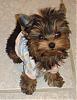 My new yorkie girl is Brazilian!!!-riolove4.jpg