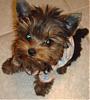 My new yorkie girl is Brazilian!!!-riolove5.jpg