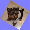 My new yorkie girl is Brazilian!!!-riolove6.jpg