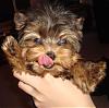 My new yorkie girl is Brazilian!!!-riobeg12pic4.jpg