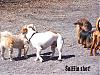 A day at the PuPpY PaRk!!!-100_0176.jpg