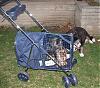 Lillie was not happy!!!!-4stroller.jpg